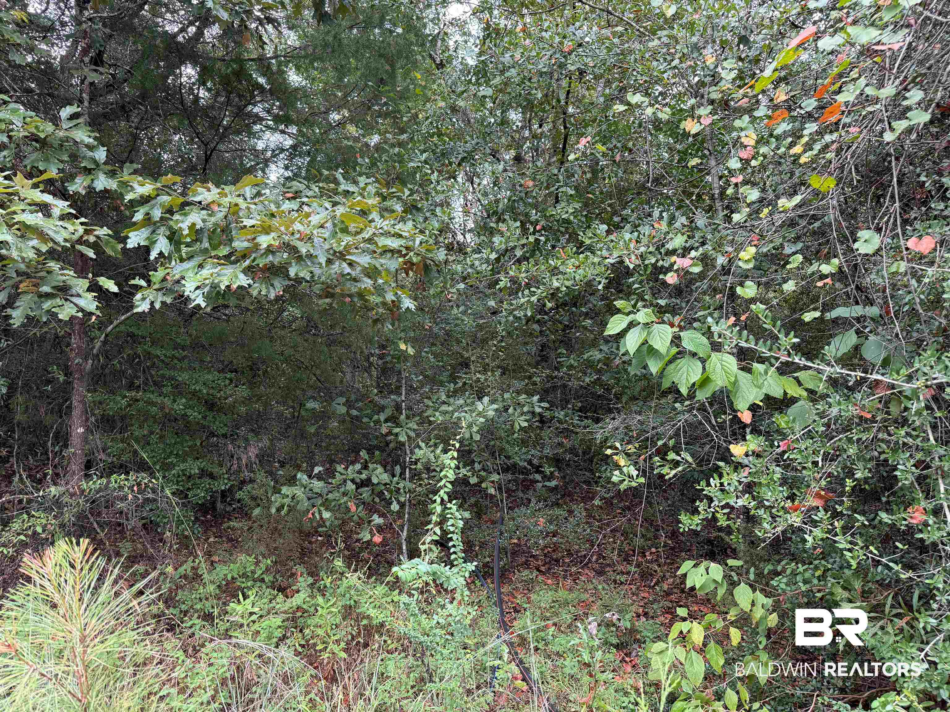 17606 Highway 41 Brewton, AL 36426 - Photo 12 of 13 View of undeveloped land