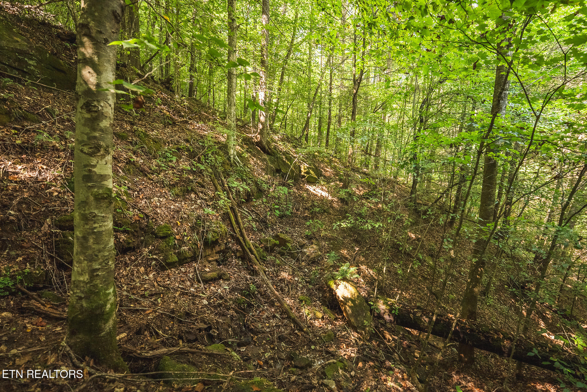 Watson Hollow Road Speedwell, TN 37870 - Photo 7 of 37 DSC03631