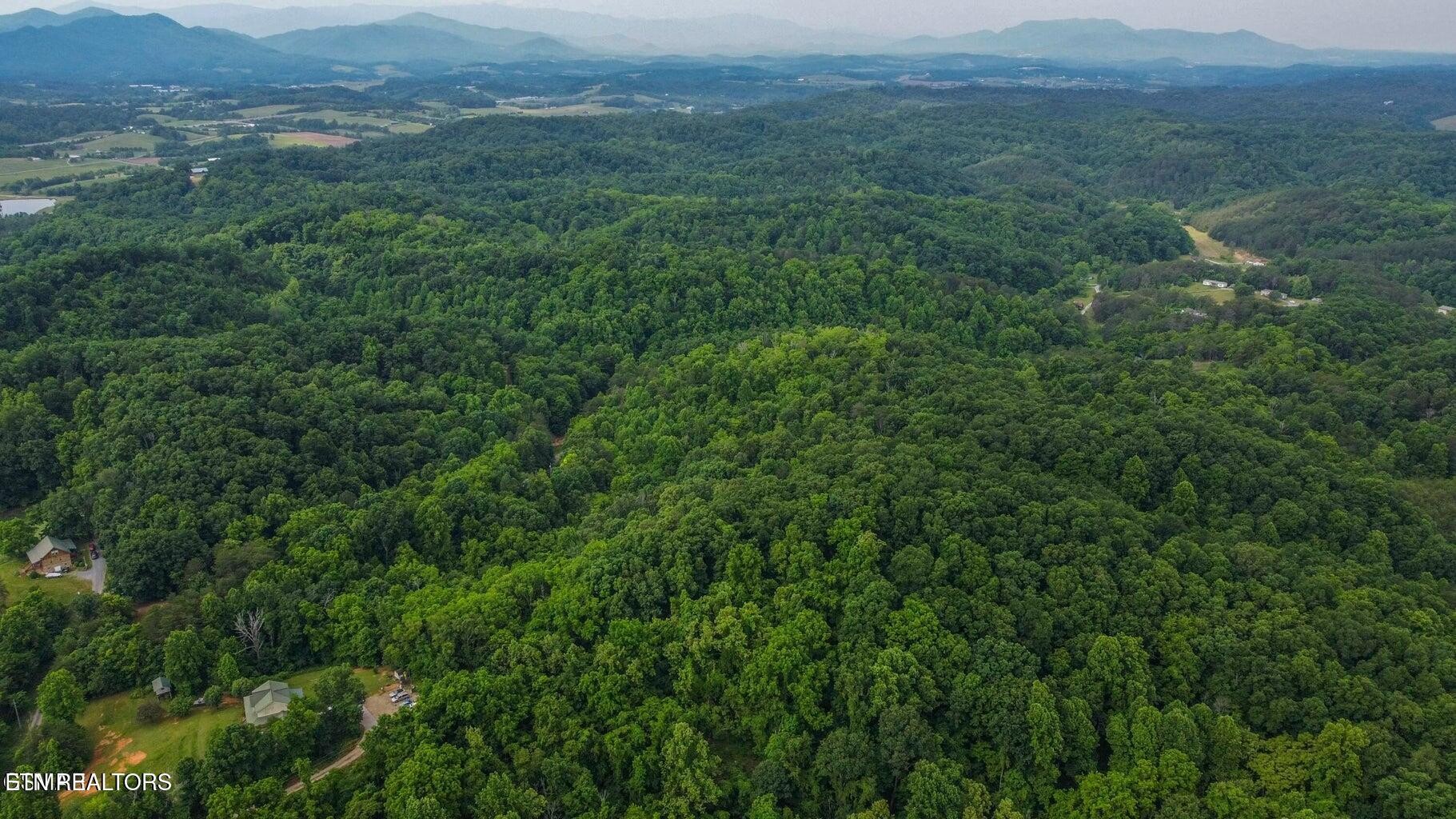 0 Looney Road Parrottsville, TN 37843 - Photo 1 of 7 a view of a lush green forest with lush green forest