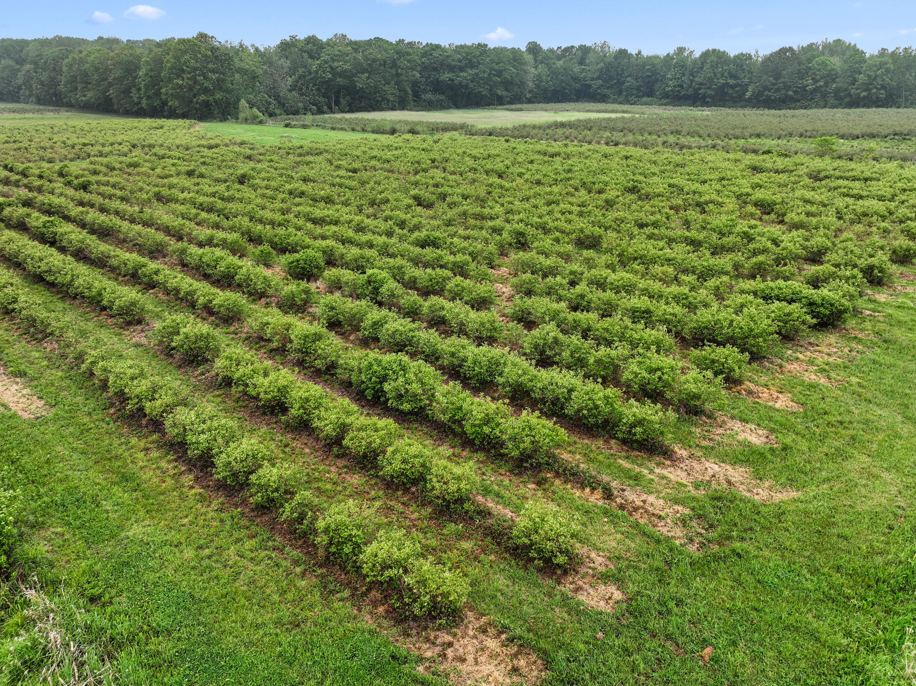 2031 Lynch Road Benton Harbor, MI 49022 - Photo 4 of 10 Blueberry