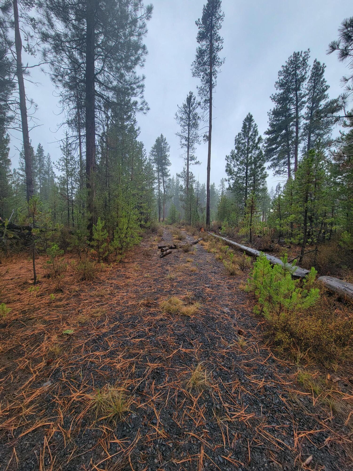 1728 Rector Drive La Pine, OR 97739 - Photo 2 of 6 a view of outdoor space with trees all around