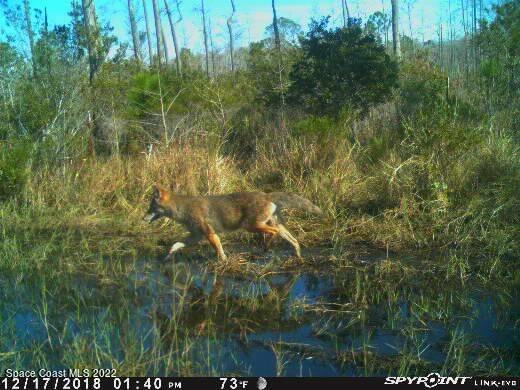 D D Johnson Mims, FL 32754 - Photo 9 of 25 IMG_1771
