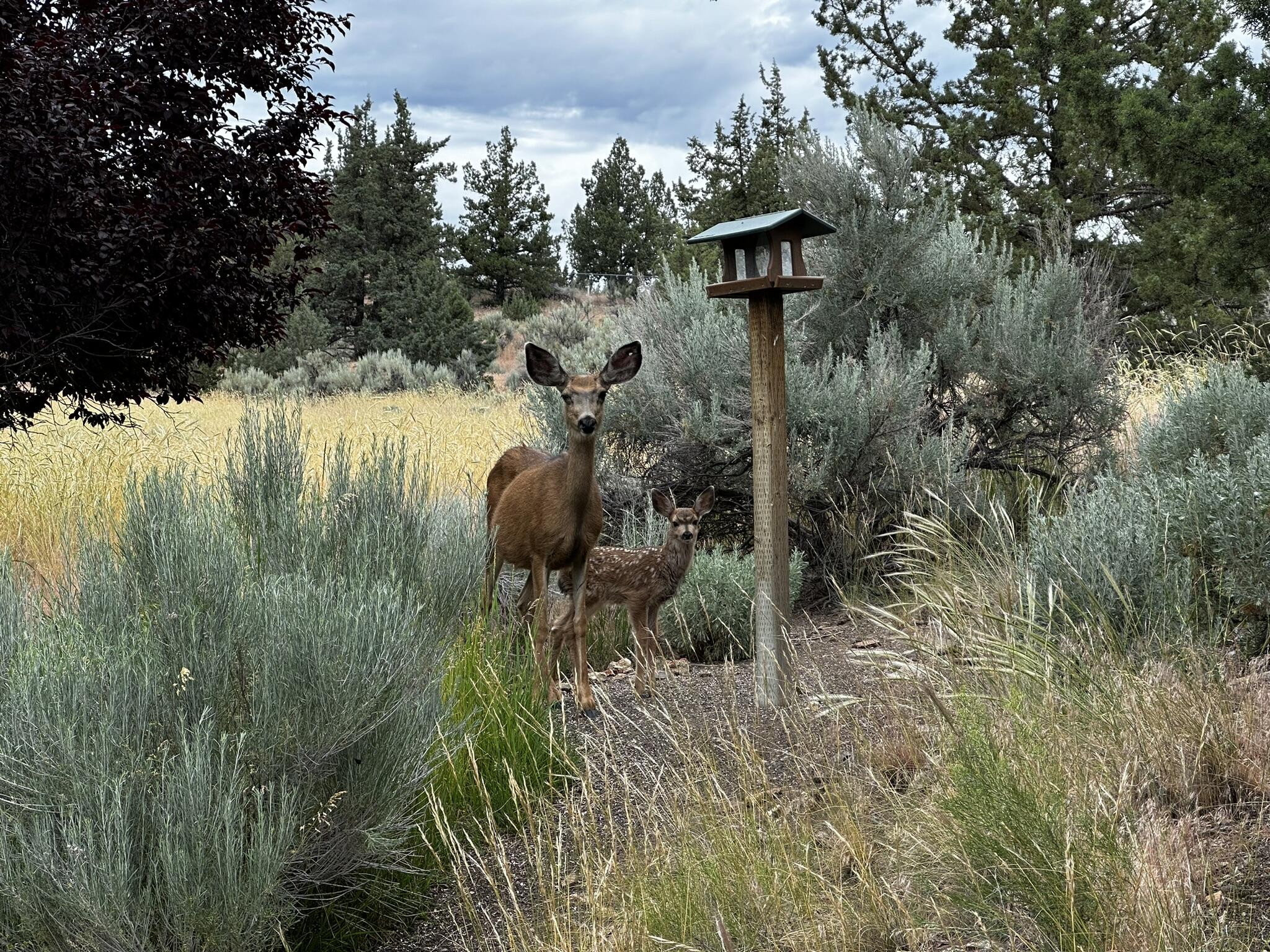3082 Northeast Yellowpine Road Prineville, OR 97754 - Photo 47 of 50 IMG_2301