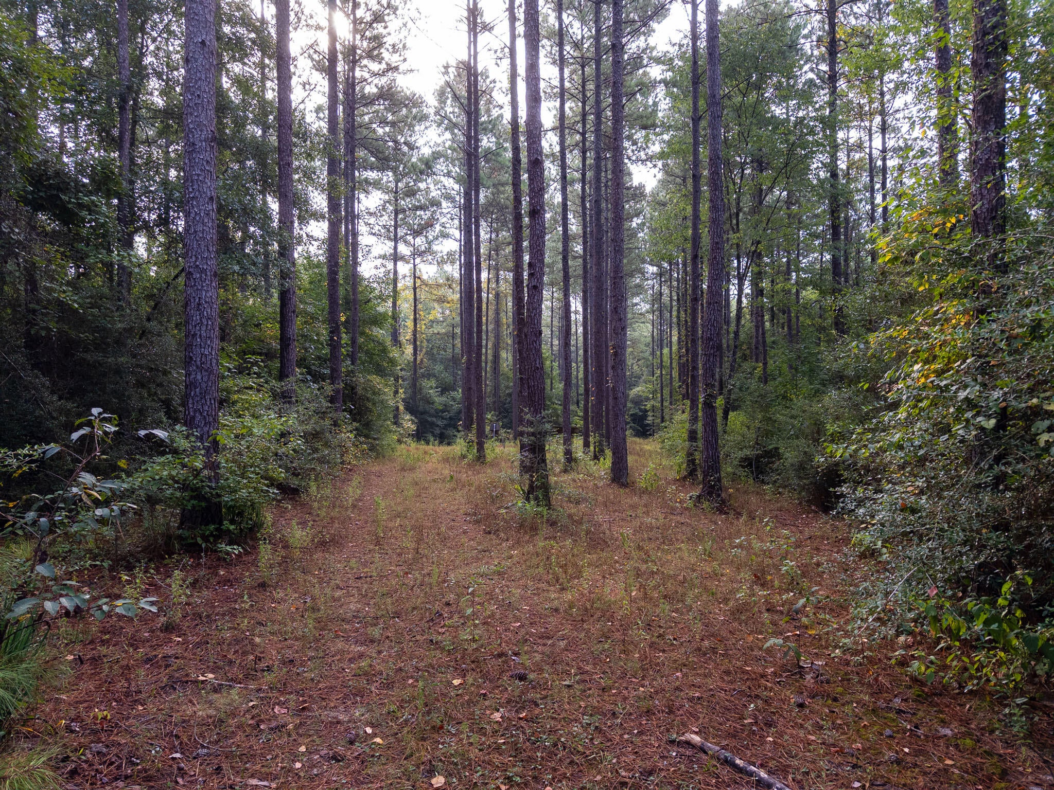 80-ac Arthur Lowe Road Lumberton, MS 39455 - Photo 16 of 18 Gallery Image 16