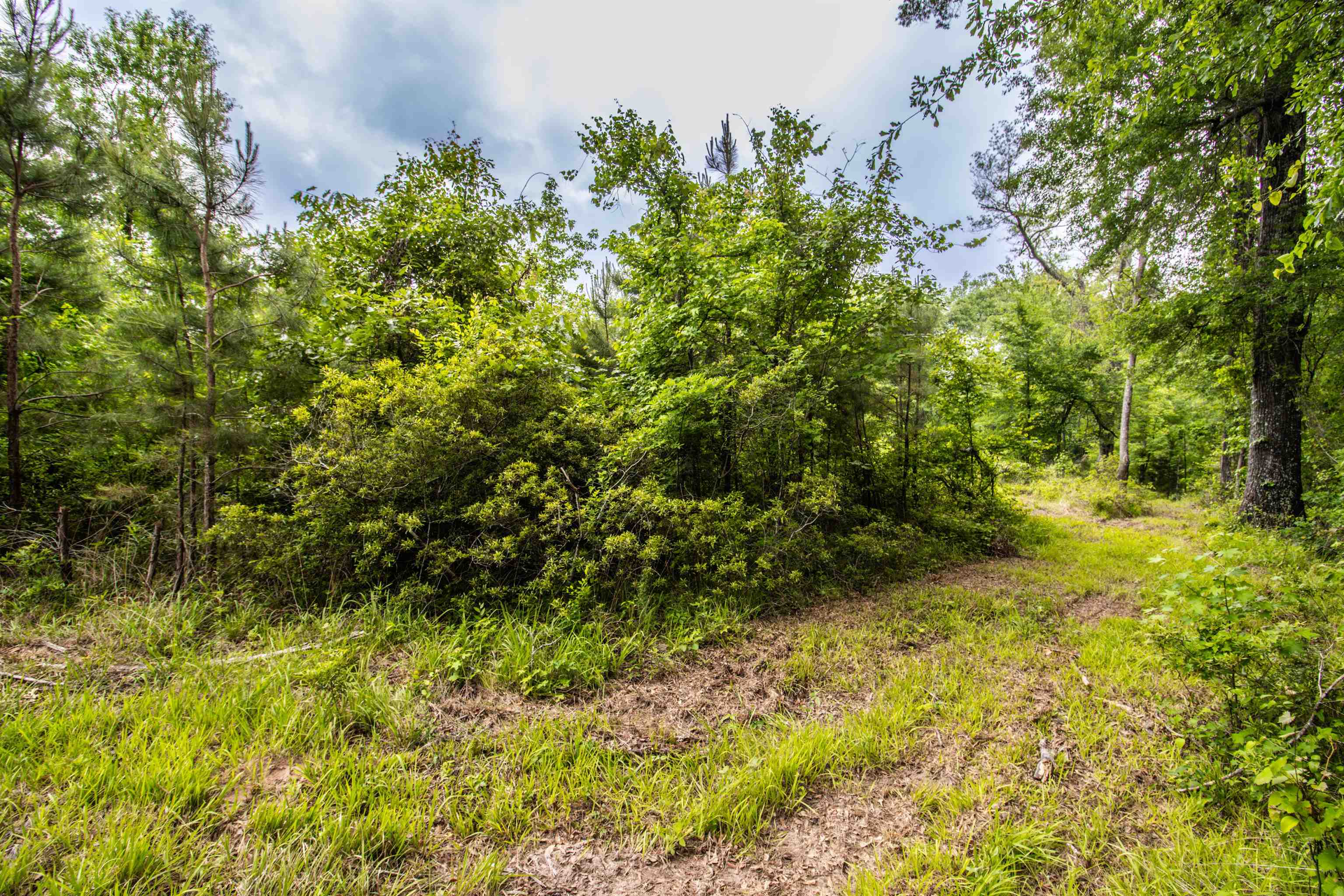 962 Cowpen Road Karnack, TX 75661 - Photo 4 of 21 Gallery Image 4