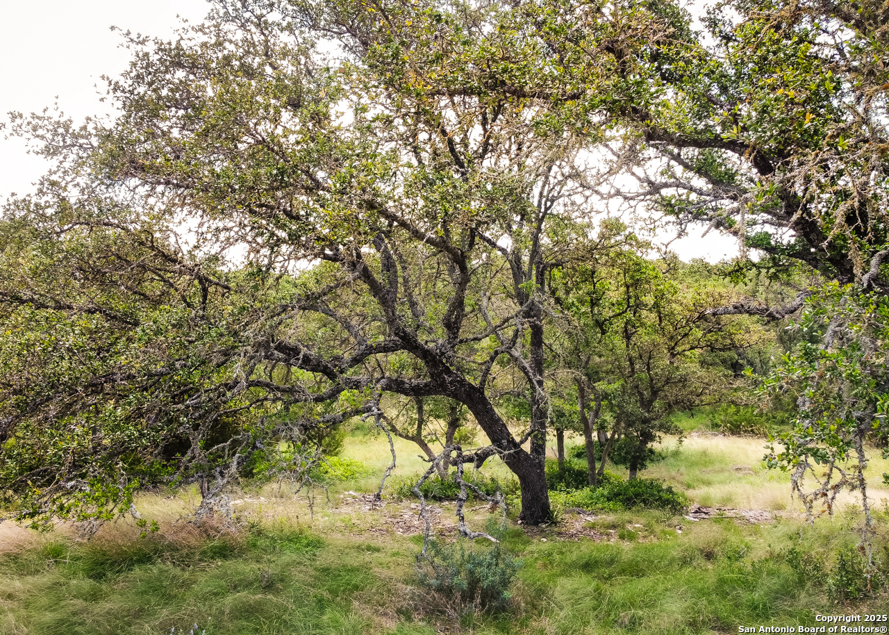 1303 Taurus Ln Junction Junction, TX 76849 - Photo 20 of 38 a view of tree