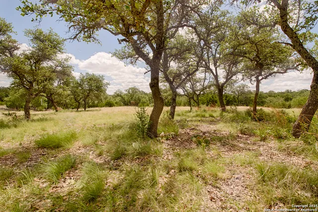 a view of backyard with tree