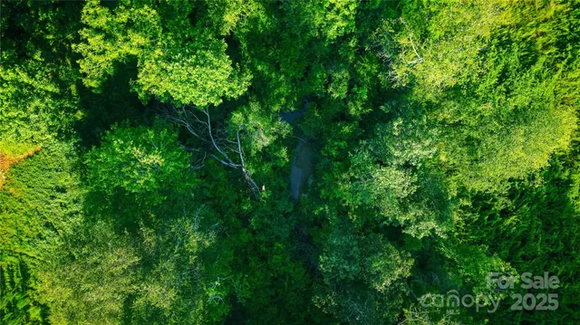 a view of a lush green forest with lots of trees