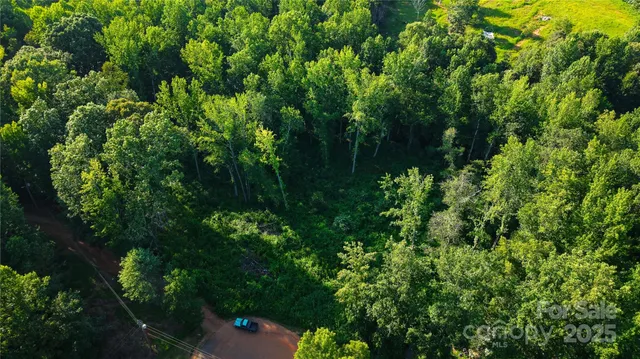 view of a lush green forest with lots of trees