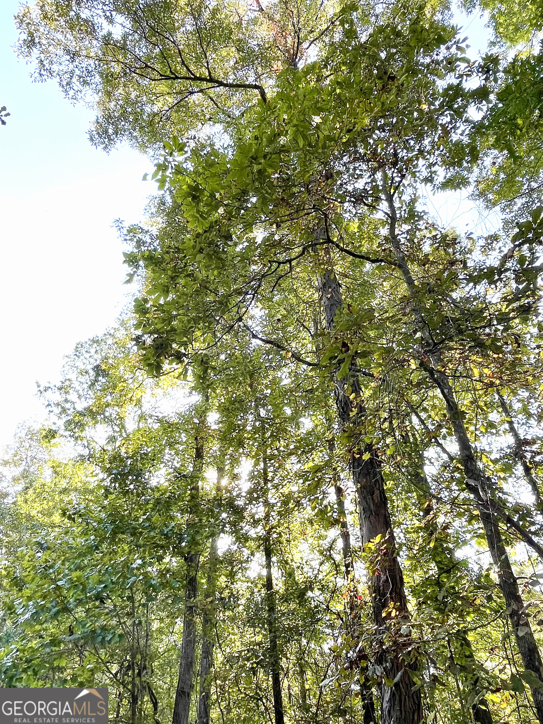 0 South Highway 36 Jackson, GA 30233 - Photo 5 of 11 a view of tree