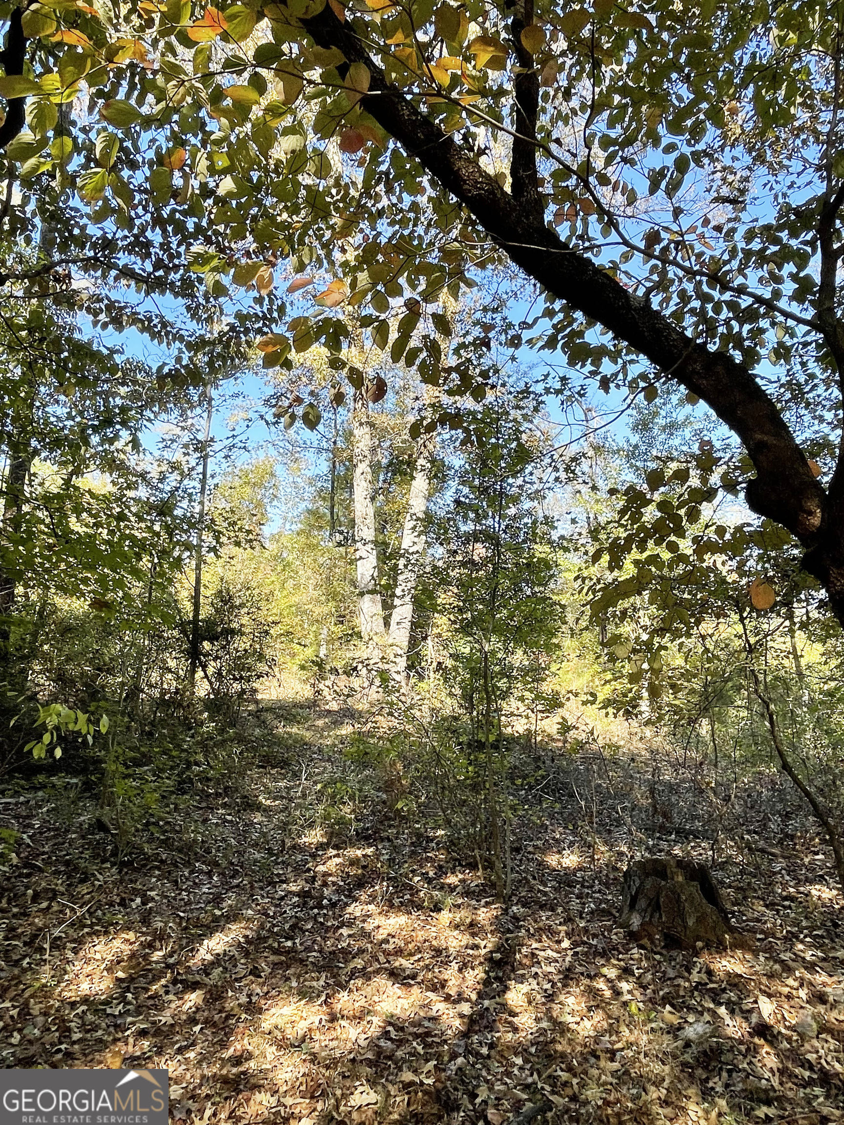 0 South Highway 36 Jackson, GA 30233 - Photo 7 of 11 a view of residential tree
