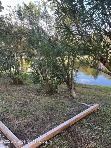 a view of backyard with tree
