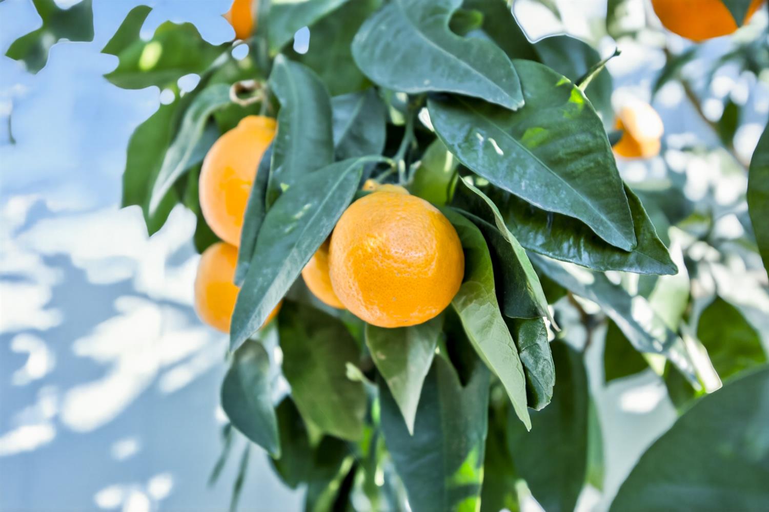 9708 La Clair Road Wilton, CA 95693 - Photo 45 of 60 a view of a swimming pool