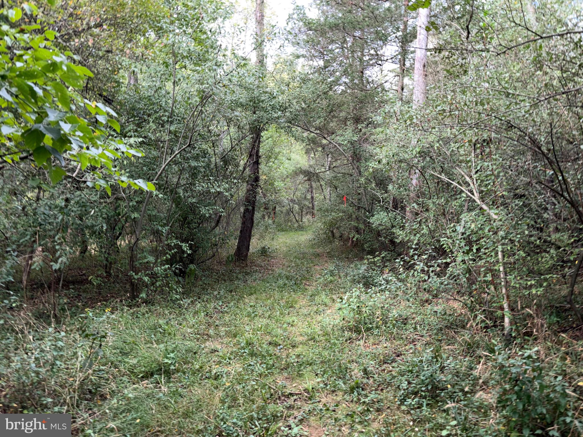 2983 Old Winchester Road Boyce, VA 22620 - Photo 87 of 98 Trails to other areas of the creek to explore.
