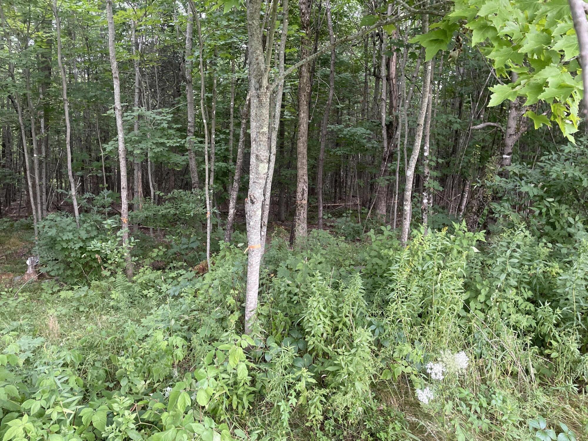 Lot# Bemis Road Harmony, ME 04942 - Photo 4 of 6 IMG_3710