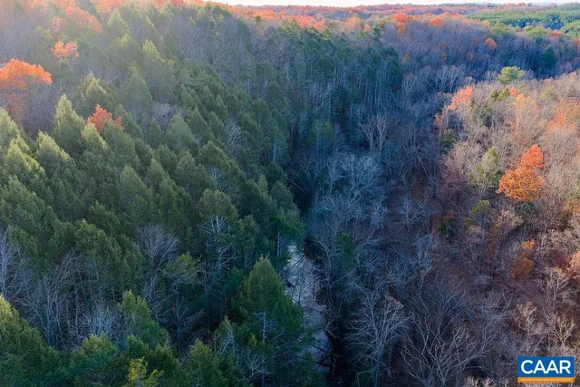 a view of a lush green forest