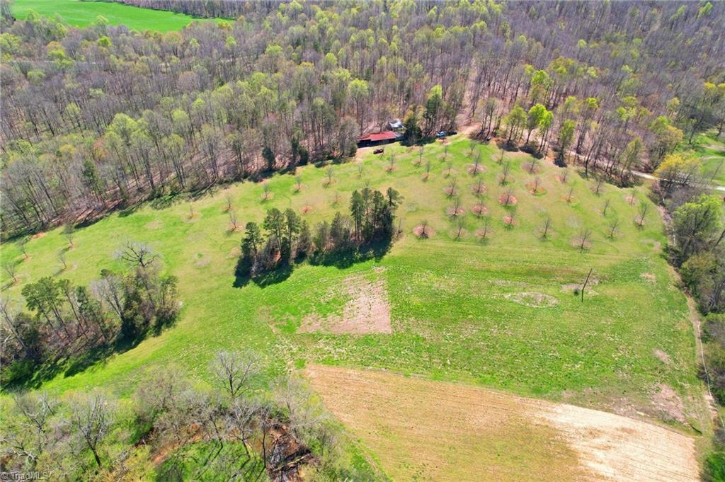 970 Branson Mill Road Pleasant Garden, NC 27313 - Photo 8 of 17 Mature uncut timber