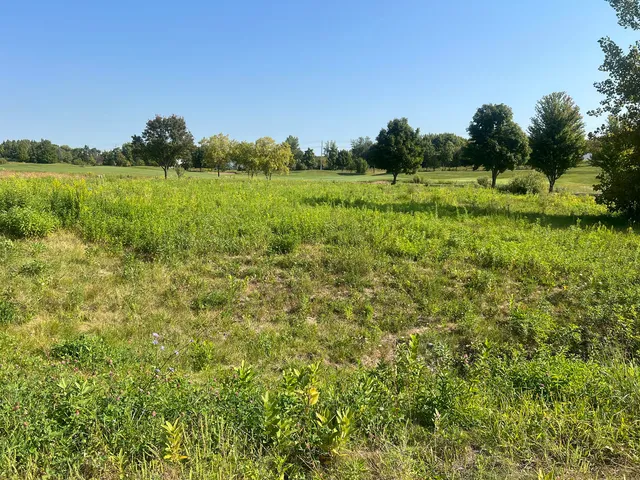 a view of a field with a tree in the background