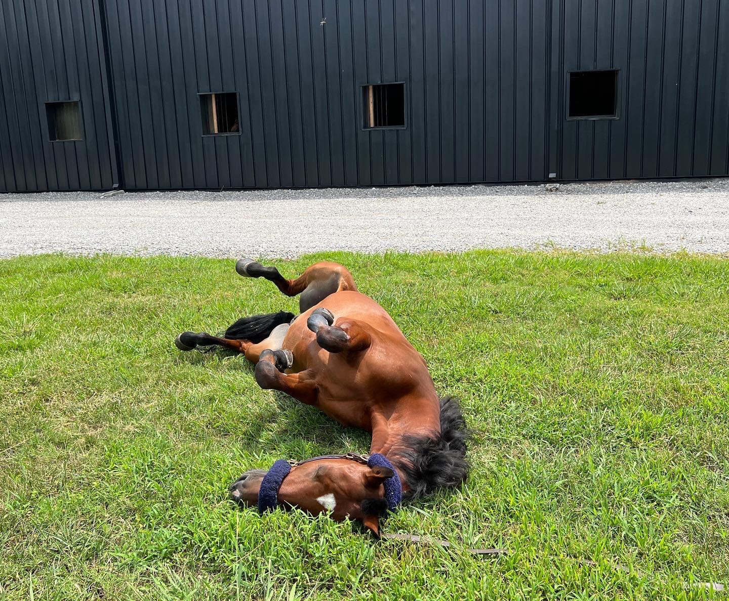 527 Reads Lake Road Chattanooga, TN 37415 - Photo 57 of 100 Horse rolling