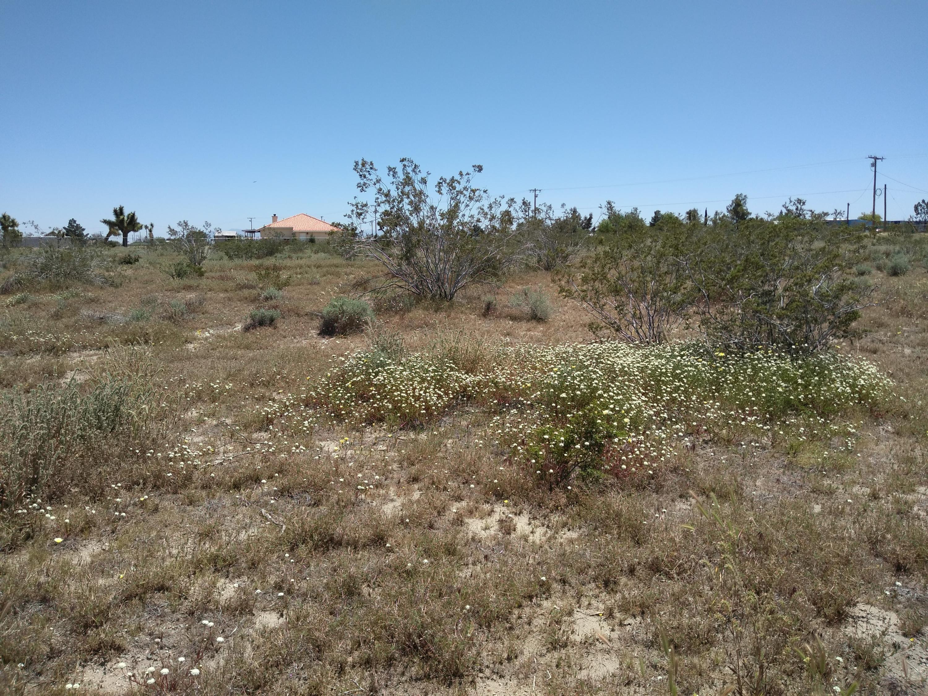 13725 Johnson Road Phelan, CA 92371 - Photo 9 of 9 a view of a dry yard with trees in the background