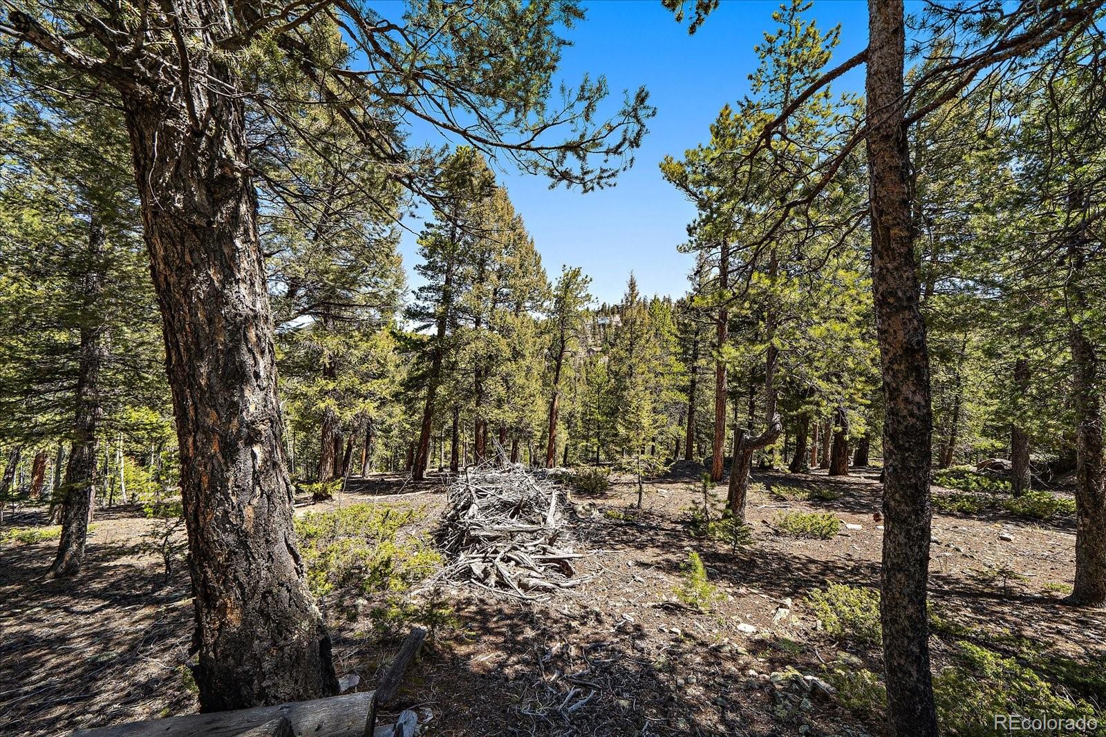 31545 Pike View Drive Conifer, CO 80433 - Photo 8 of 21 a view of a forest filled with trees