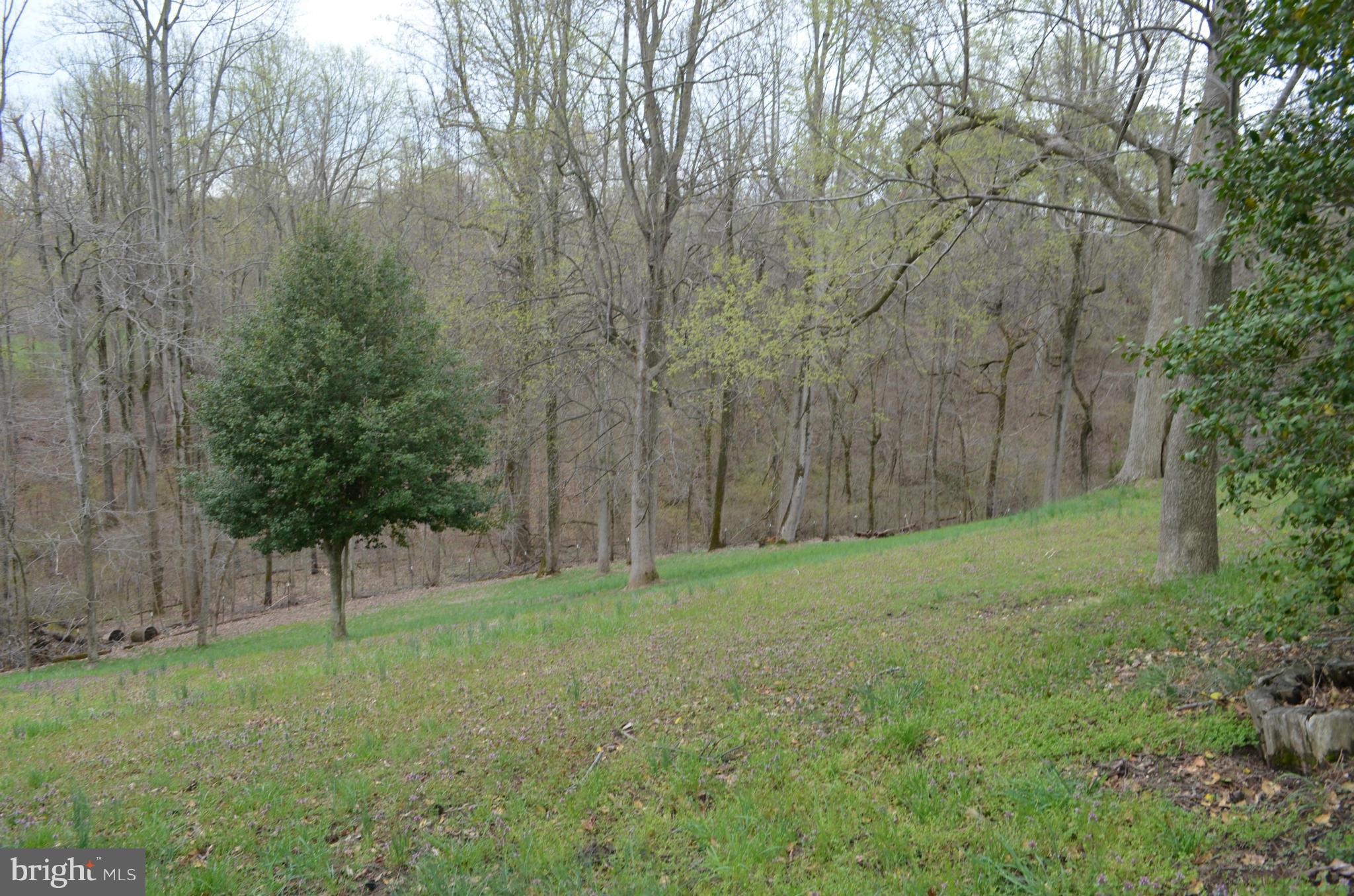 75 Fairhaven Road Tracys Landing, MD 20779 - Photo 22 of 30 a view of a yard with a of trees