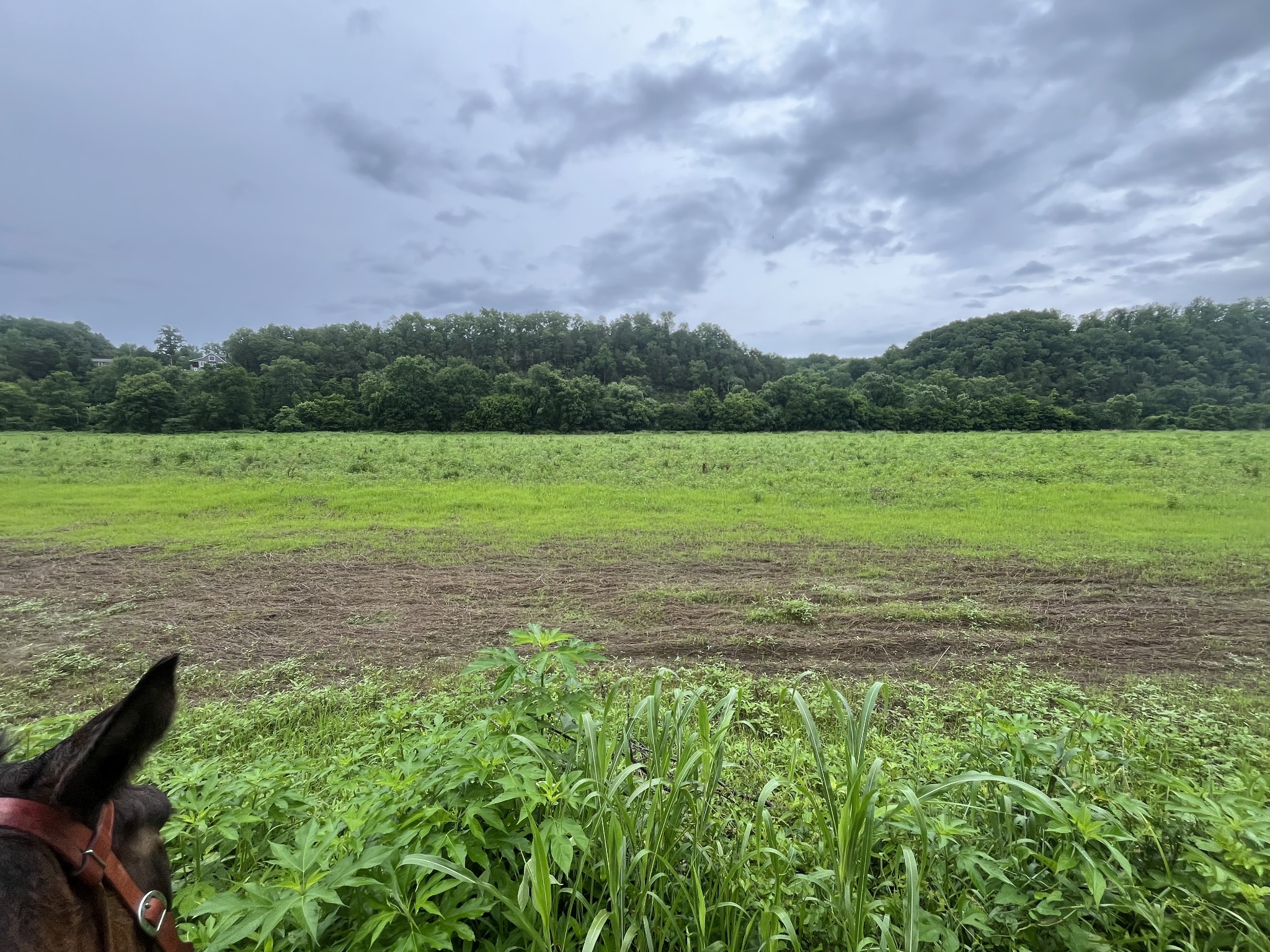 0 Stringfellow Road White Bluff, TN 37187 - Photo 31 of 38