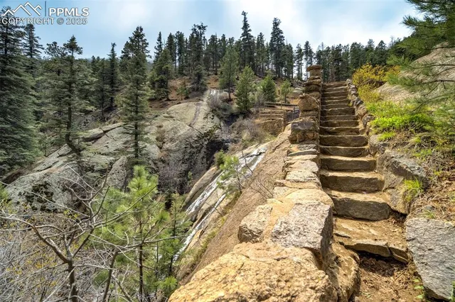 a view of a forest with a tree