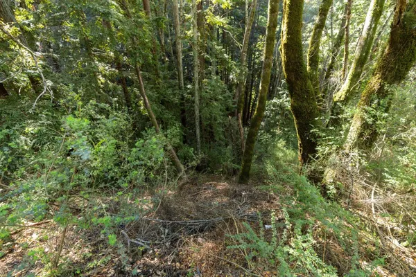 a view of a forest with trees in the background