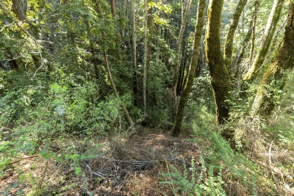 a view of a forest with trees and tree