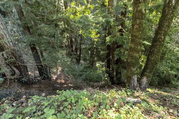 a view of a forest with trees