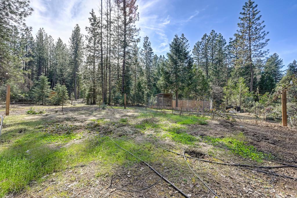 701 Sawmill Road Alta, CA 95701 - Photo 50 of 53 a view of outdoor space with trees all around