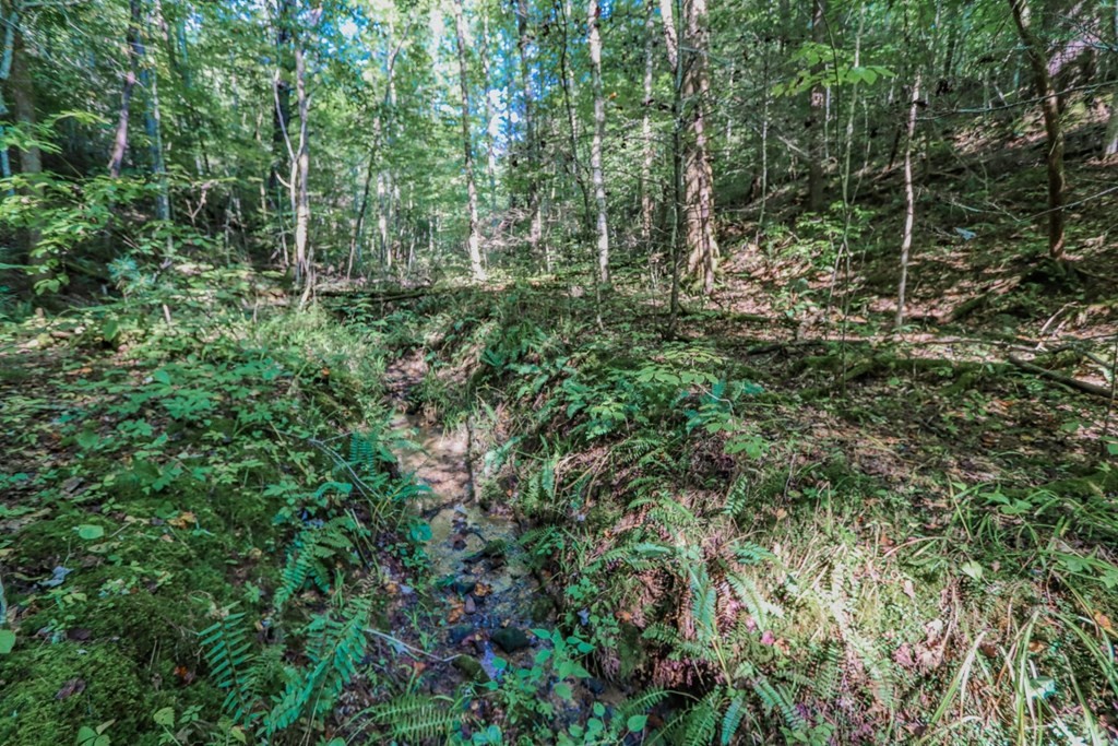 642 Green Hill Road Del Rio, TN 37727 - Photo 23 of 38 Gallery Image 23
