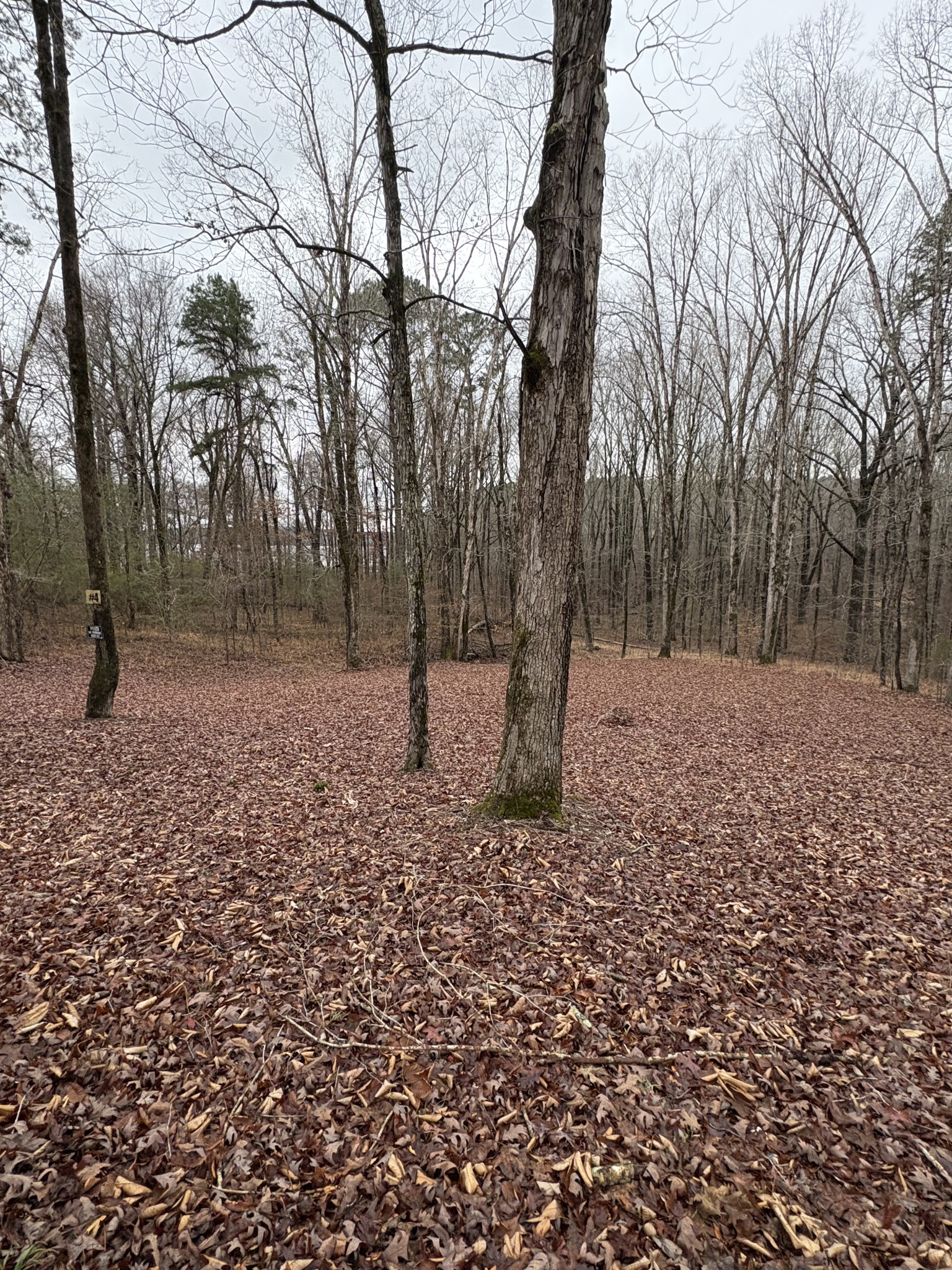 2160 Bruton Branch Road Savannah, TN 38372 - Photo 3 of 8