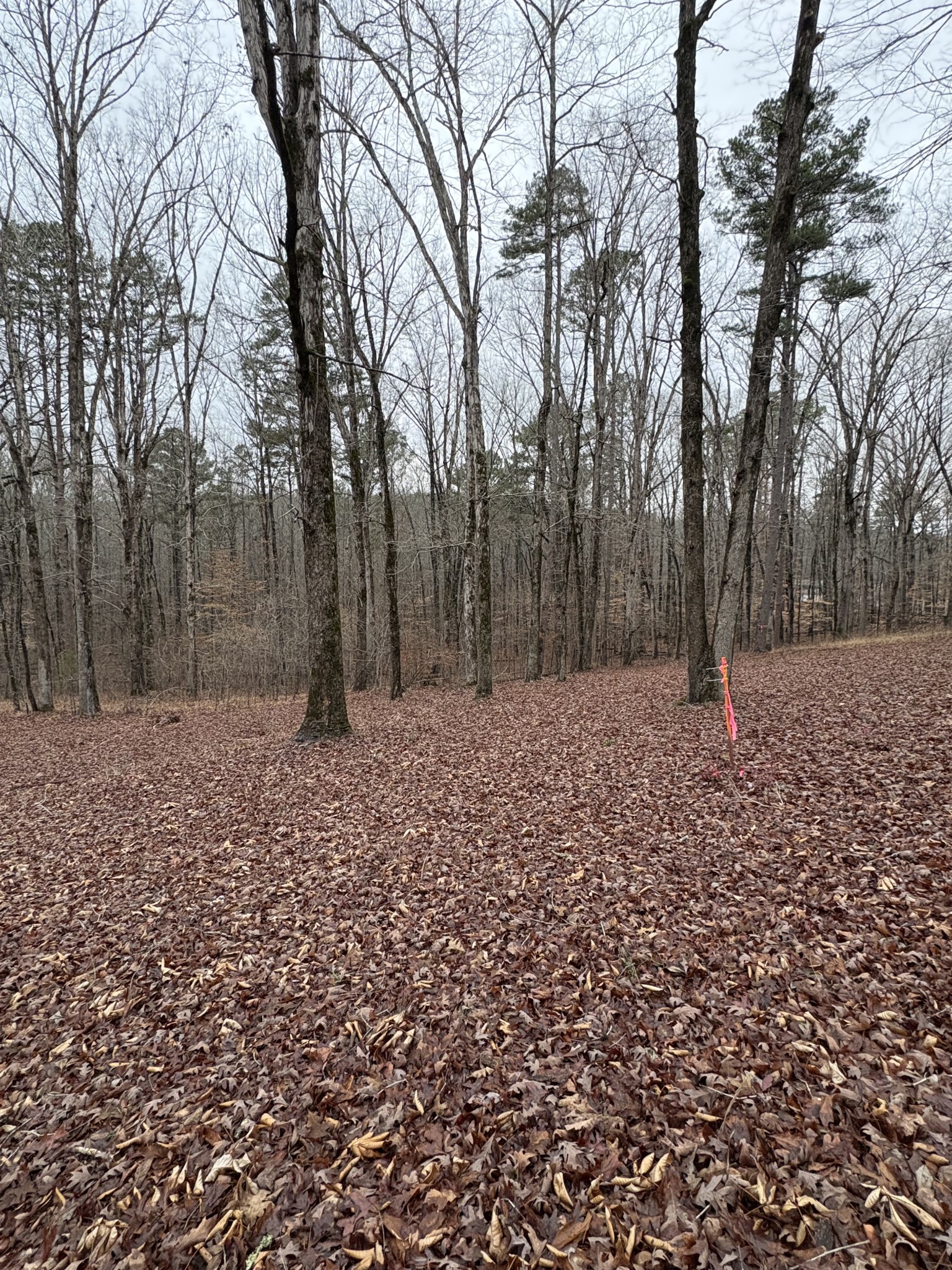 2160 Bruton Branch Road Savannah, TN 38372 - Photo 4 of 8