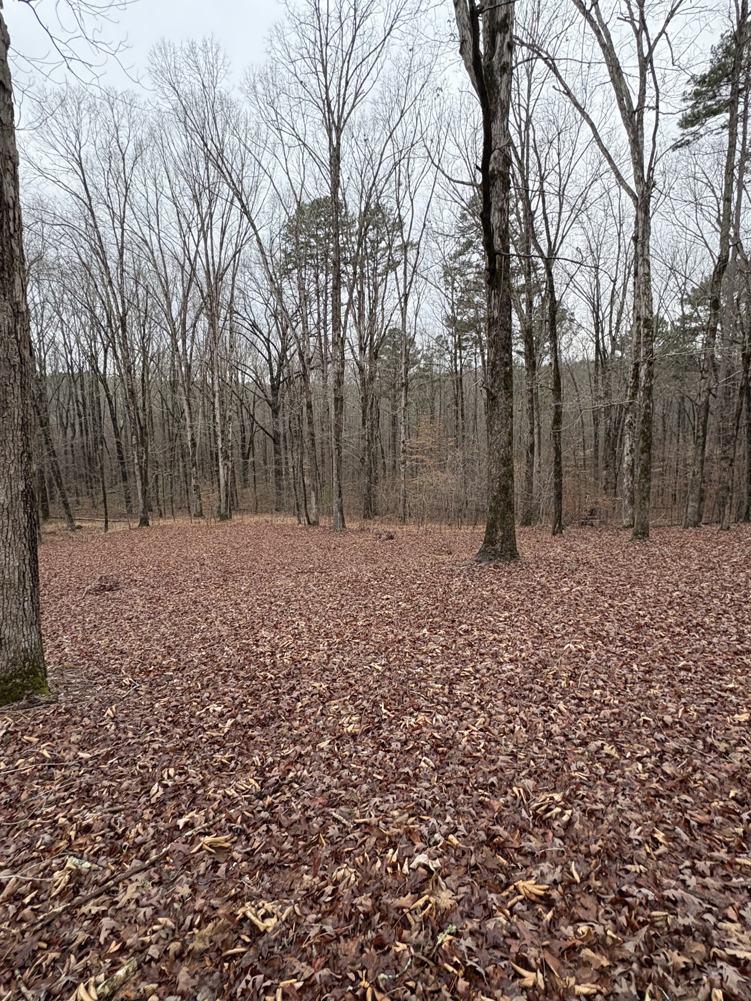 2160 Bruton Branch Road Savannah, TN 38372 - Photo 7 of 8