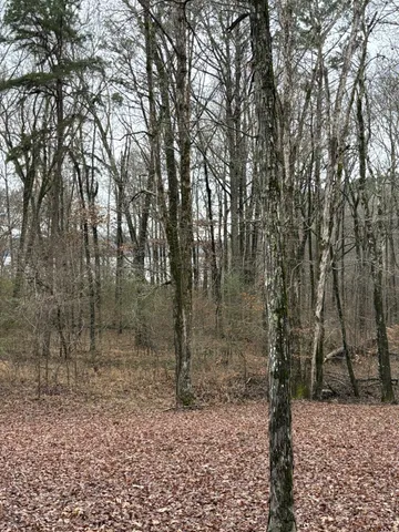 a view of a forest filled with trees