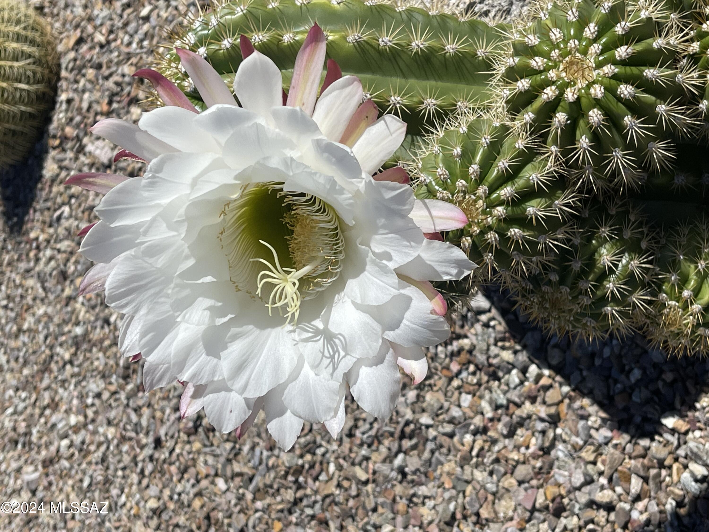 5800 North Kolb Road, Unit 3115 Tucson, AZ 85750 - Photo 19 of 33 Gallery Image 19