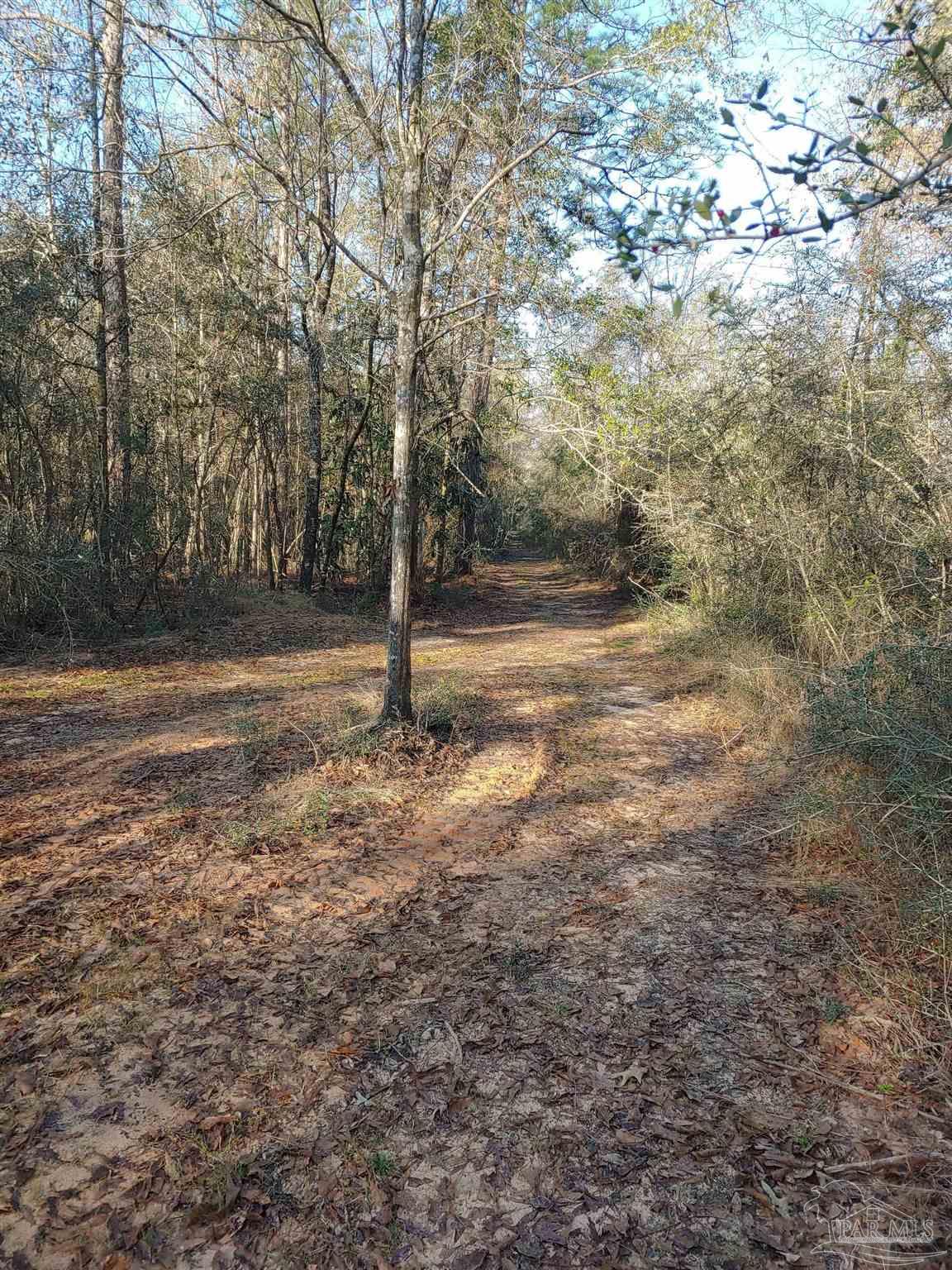 4874 Seely Road Molino, FL 32577 - Photo 6 of 10 a view of a yard with a tree