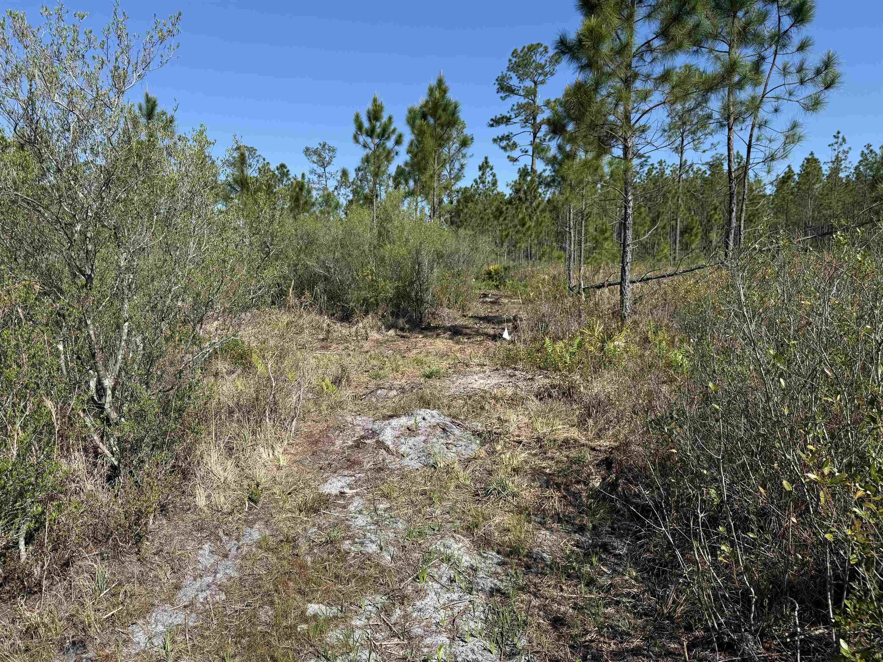 0 Madison Main Line Road Perry, FL 32347 - Photo 36 of 50
