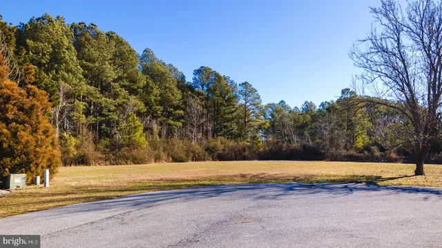 a view of a yard with large trees