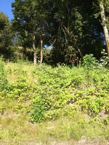 a view of a yard with plants and large trees