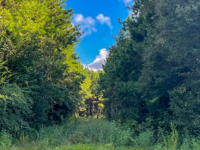 $77,000 | 6 Fm 1013 Cr, Kirbyville, TX 75956