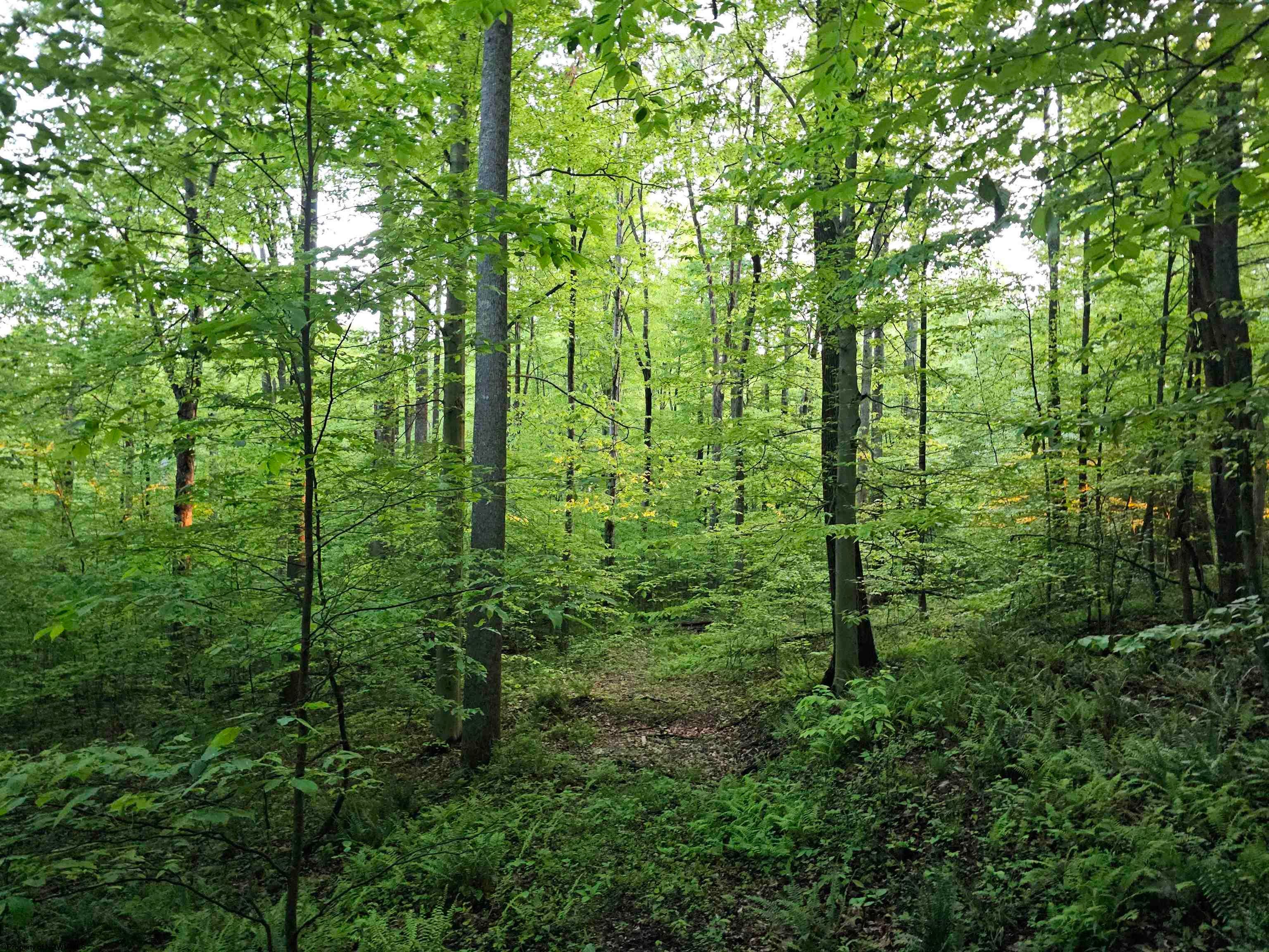 1 John Orr Road Independence, WV 26374 - Photo 12 of 50 Gallery Image 12