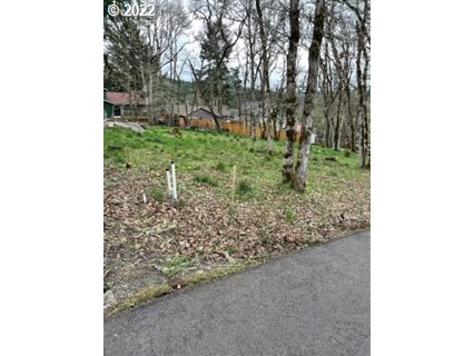 a view of a yard with plants and a bench
