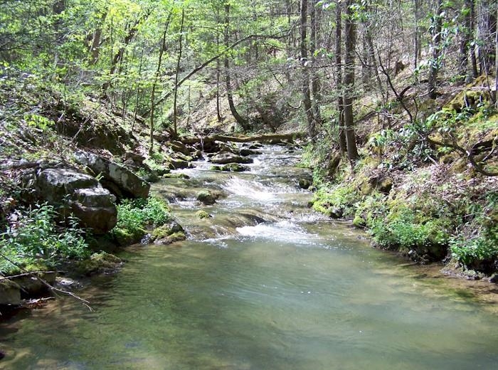 Tbd Dunns Gap Road Hot Springs, VA 24445 - Photo 4 of 13 a view of a yard with plants and large trees