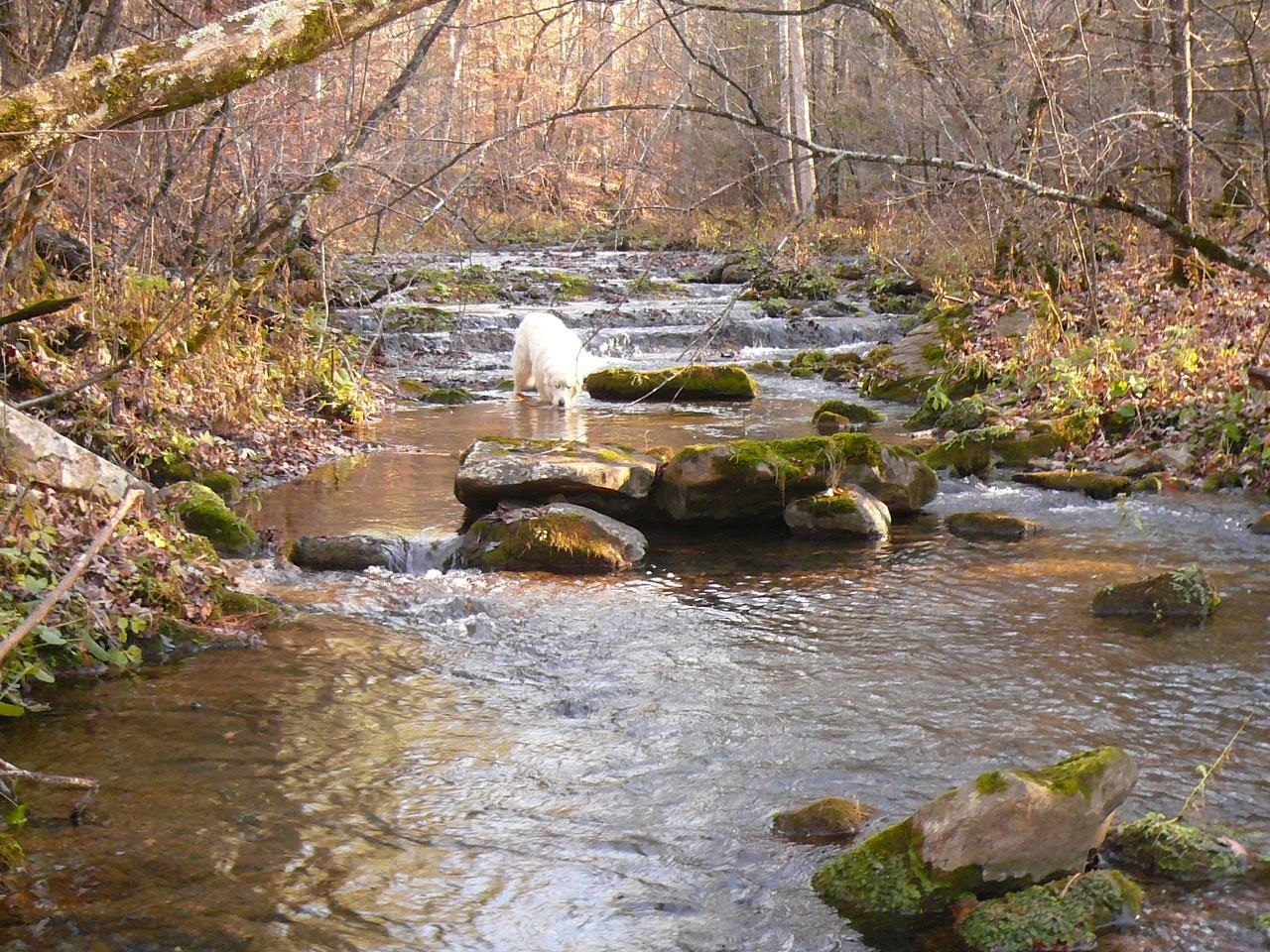 Tbd Dunns Gap Road Hot Springs, VA 24445 - Photo 5 of 13 a view of a backyard of the house