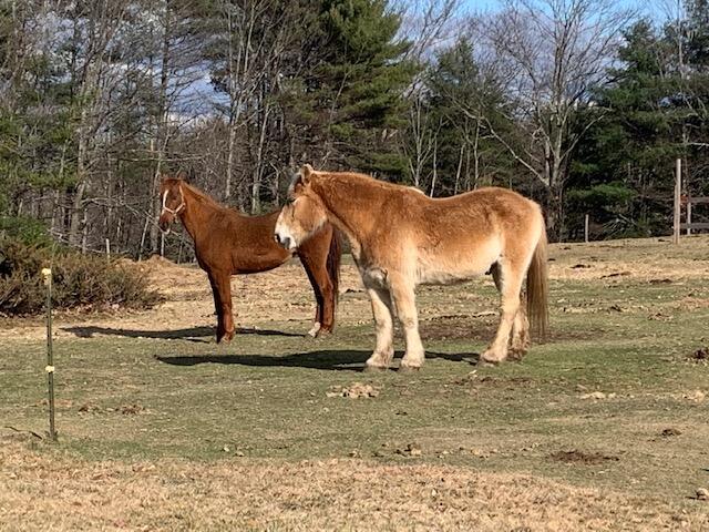 216 Burnham Road Bridgton, ME 04009 - Photo 32 of 36 Neighbors Horsing Around