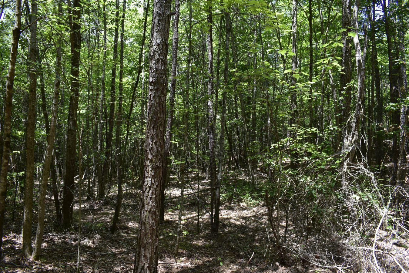 307 Lavista Road Jefferson, GA 30549 - Photo 26 of 83 _DSC0084