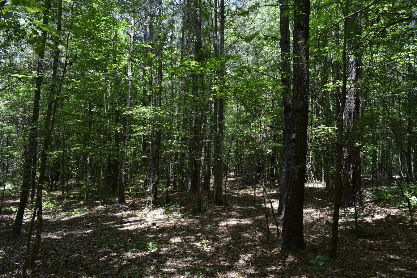 307 Lavista Road Jefferson, GA 30549 - Photo 31 of 83 _DSC0089